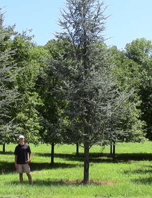 big-tree-landscaping-cypress