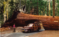 tunnel-tree