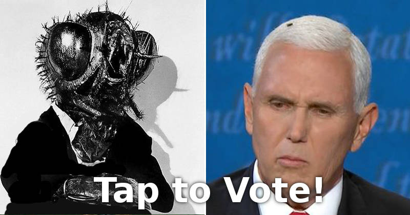 The Fly vs Mike Pence